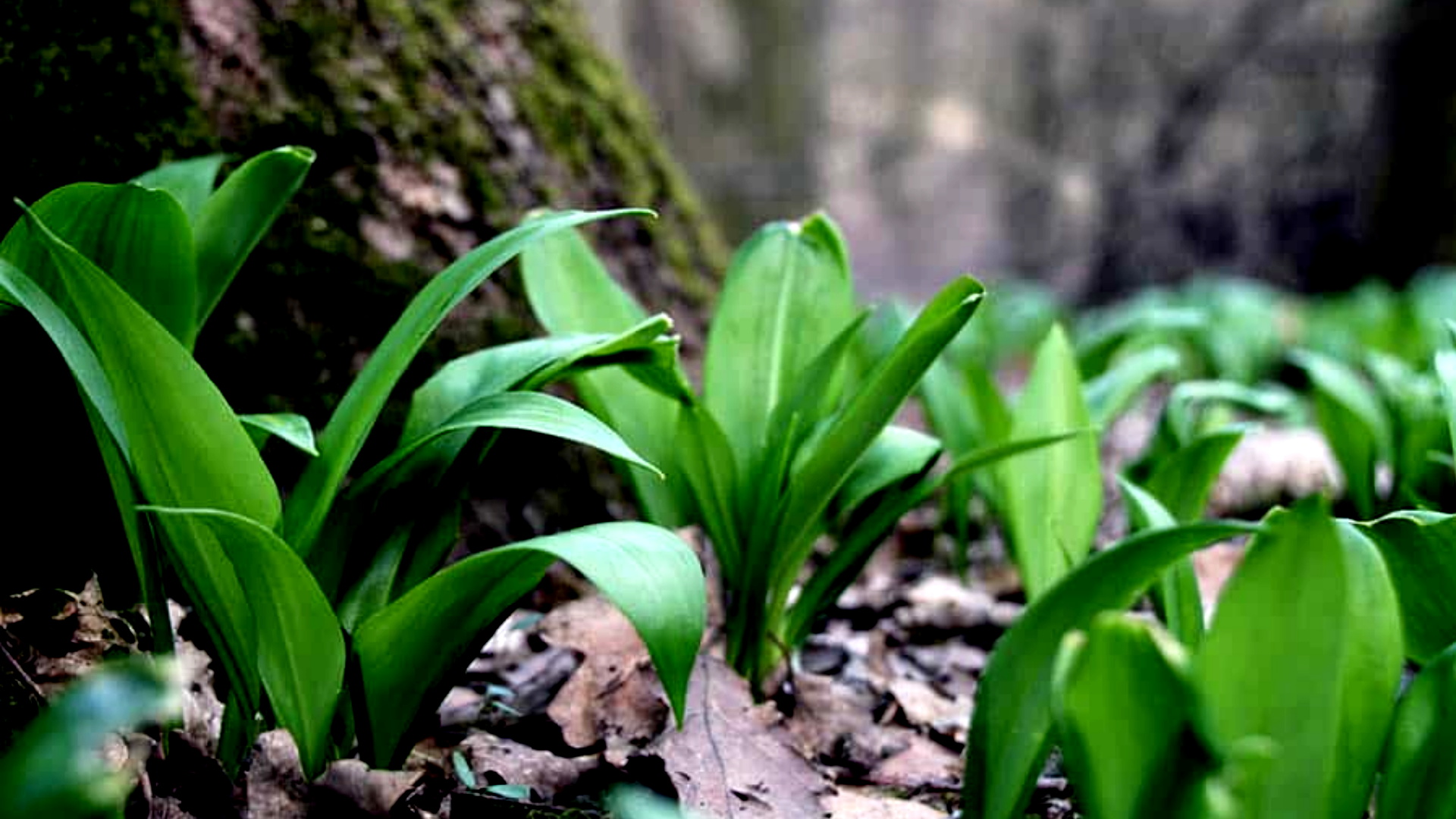 Bylinky – Medvedí cesnak 9.4.2025